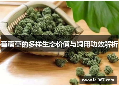 苜蓿草的多样生态价值与饲用功效解析